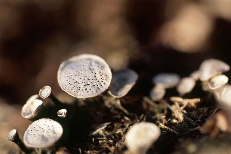 macro image of fungus growing in the new forest
