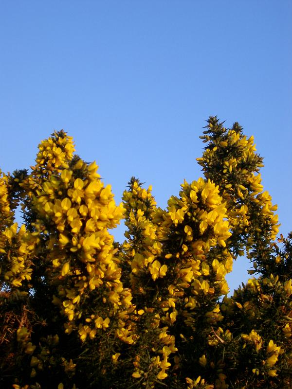 yellow flowers of a gorse pictured against a brilliant blue sky