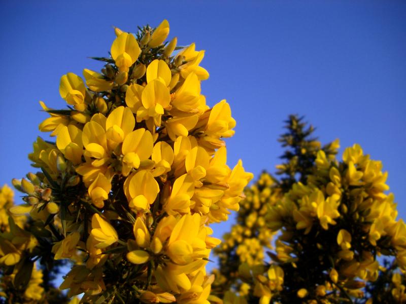 Gorse (Ulex europaeus) growing in the new forest