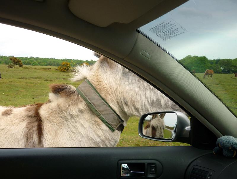 horse viewed through a car window and in the mirror, new forest, dorset