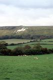 view of the famous white horse on Osmington hill , south dorset downs