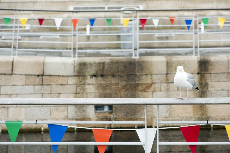 Single large seagul perched on railing at boat dock in Liverpool, United Kingdom