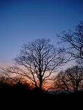 Leafless deciduous trees silhouetted against a colorful orange sunset at twilight
