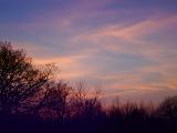 Conceptual Tranquil View of Silhouette Leafless Trees and Sky During Sunset Time.