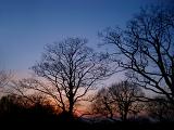 Serene scenic landscape with silhouettes of bare deciduous trees against the sky, at twilight