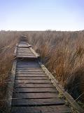Walkway with Tall Brown Grasses on the Sides at Winter Hill in England. Captured with Lighter Blue Sky Background.