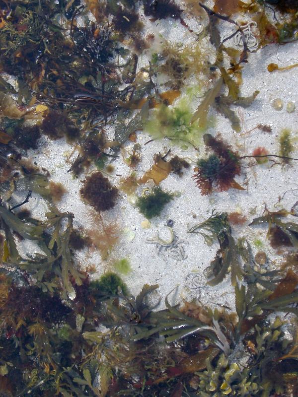 Coastal rock pool Inter tidal marine coastal rock pool filled with an array of assorted seaweed on white beach sand on the seashore
