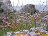 Coastal rocks with colorful yellow lichen, wild grasses and blue wildflowers on a headland overlooking the ocean