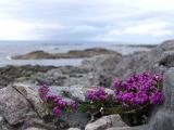 Pretty purple coastal heather blooming on rocks in summer near Maillag, Scotland
