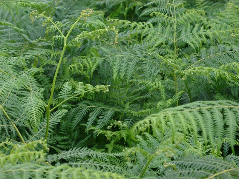 Background texture of fresh green bracken fronds growing in welsh countryside, close up detail of the new growth