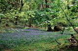 Scenic landscape of blue bells flowering in an open glade amongst the leafy green trees in woodland