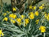 Fresh Yellow Daffodil Flowers with Green Leaves in the Garden. Captured on a Sunny Weather.