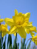 Colorful bright yellow daffodils symbolic of spring viewed low angle against a clear sunny blue sky