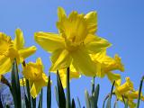 Yellow daffodil or narcissus flowers, spring-flowering bulbous perennial plants, under a clear blue sky