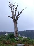 Solo Leafless tall dead tree on grassy landscape with sheep animals. Captured with mountains afar on light blue gray sky background.