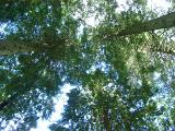 Looking up into the foliage of a stand of tall leafy green trees in woodland against a blue sky