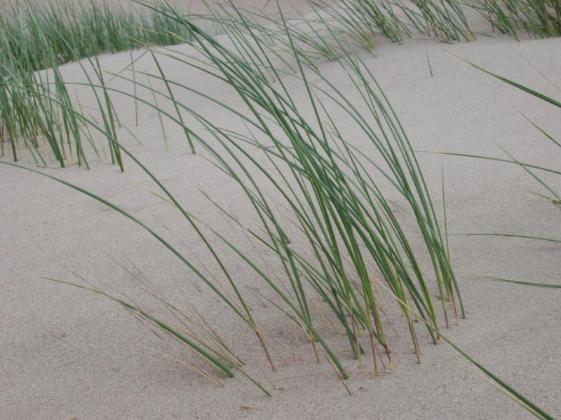 Coastal grass growing on a sand dune in the golden sand in a unique fragile natural habitat