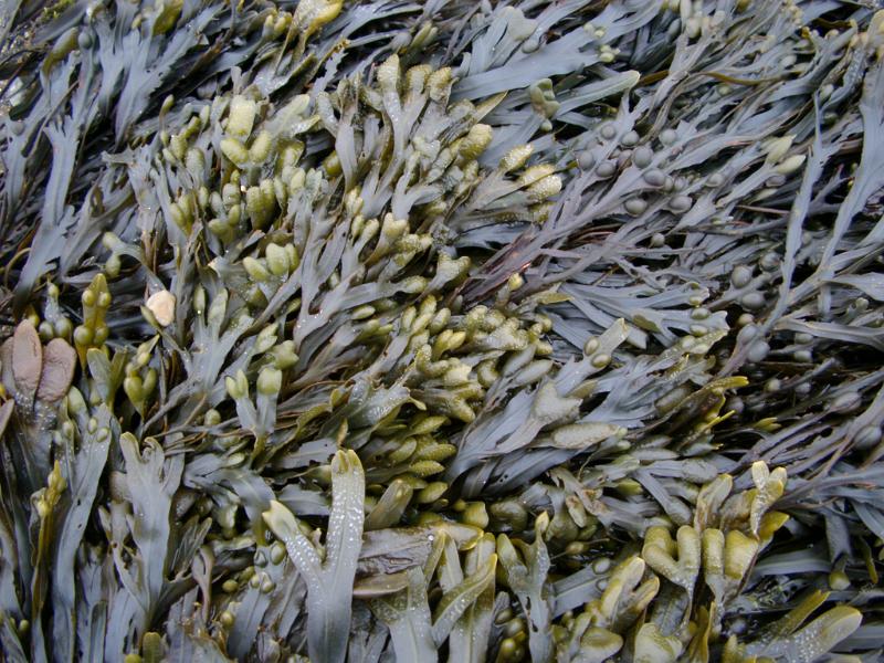 Seaweed background texture with green fronds in the intertidal region of a marine seashore, full frame view