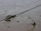 Fluke of a marine boat anchor with an attached chain and hawser sticking up out of the mud, with copyspace