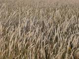 Background of a field of golden wheat growing in an agricultural field for harvest as a foodstuff, biofuel or winter feed for livestock