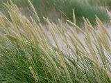 Close up Shot of Plenty Green Grasses at the River Side For Wallpaper Backgrounds.
