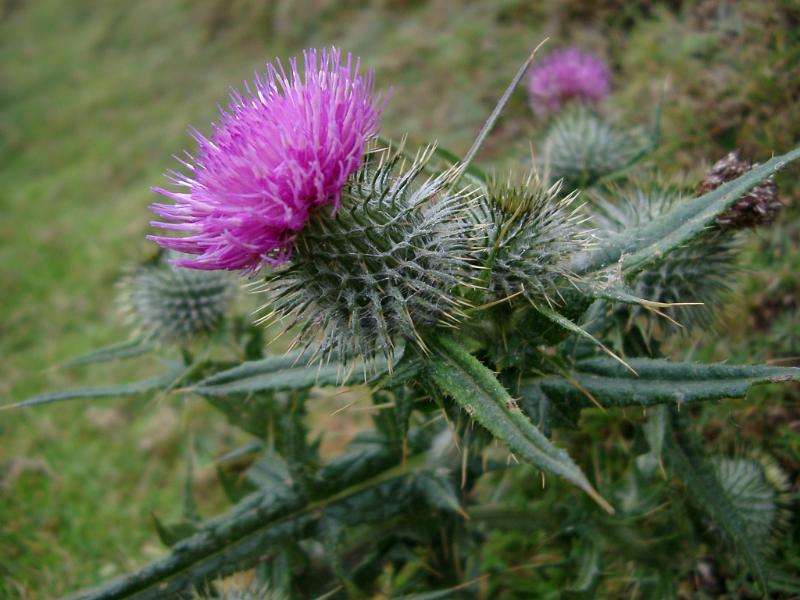 Nature Detail of Thistle with Bright Magenta Flower