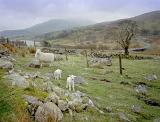 Welsh Sheep and Lambs on Hillside Farmland on Overcast Day