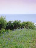 Pretty dainty blue bluebells growing in coastal scrub on a headland overlooking the Irish Sea