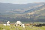 spring lambs in the yorkshire dales