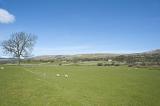 scenic view of lambs and sheep in a wensleydale field, yorkshire dales national park