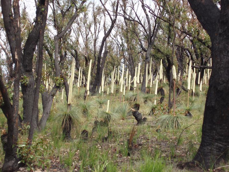 Tall Trees and Green Grasses at Bush Regeneration in Australia