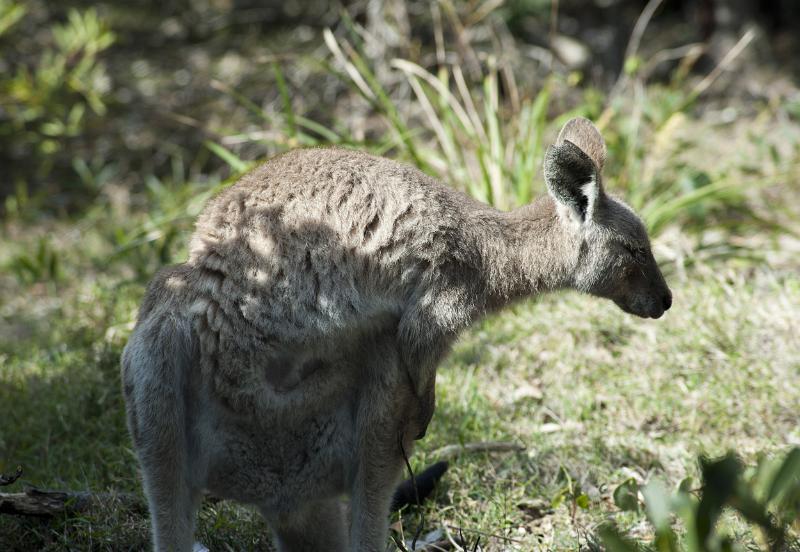 A cute, fluffy grey kangaroo scratches itself in the lush Australian bush.