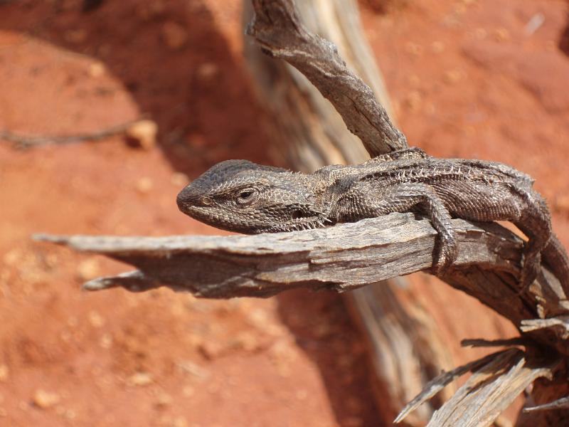 Close up Small Lizard Resting on Brown Dead Tree Branch