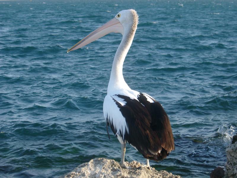 Close up Pelican Animal Standing on Sea Rock at West Australia on Blue Sea Water Background.