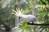 A playful, cheeky Australian Sulphur Crested Cockatoo with raised yellow crest.