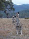 Kangaroos at Brown Grassy Land in Australia with High Green Mountains View Afar.