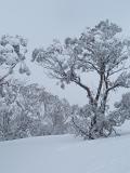 Beautiful Scenery of Winter Snow Gum Australia with Tall Trees Filled with Snow.