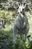 Front view on little gray haired kangaroo outdoors looking ahead while standing in grassy area