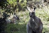 Wild kangaroos in the Australian bush with one standing peering intently at the camera as another hides behind a bush