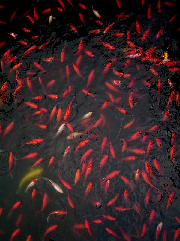 Pond full of ornamental colorful orange goldfish bred as decorative pets for their coloration and symbolic of luck and wealth