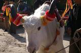 Close up Attractive Decorated Horns of White Ox Animal
