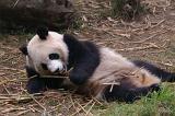 Close up Black and White Panda Animal Resting at the Zoo While Eating Bamboo Shoots.