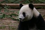 Close up Black and White Chinese Panda Animal at the Zoo with Bamboo Shoots for His Food.