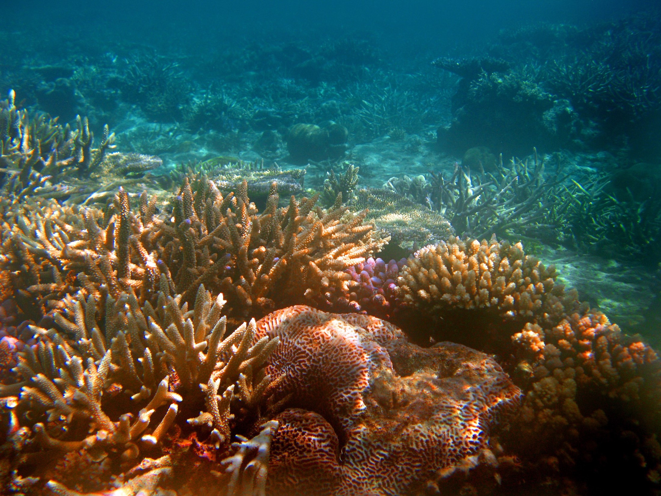 Free Stock photo of Beautiful underwater corals | Photoeverywhere