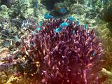 Shoal of pretty tropical fish swimming underwater over a shallow reef in crystal clear water off a Fijian island