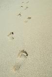 Barefoot footprints on a sandy beach leading away from the camera