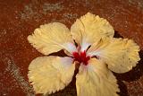 Single yellow hibiscus flower, cultivated for its showy tropical blooms, lying in a foot spa