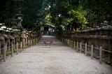 Wild deer roaming through the avenues of stone lanterns at Kasuga Taisha Shrine, Nara, Japan