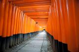 a long tunnel of torri gates at the Fushimi Inari-taisha shrine, Kyoto, Japan