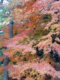 autumn colours in a tokyo park